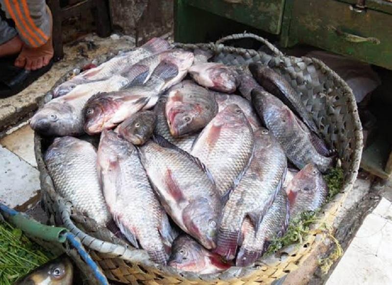 اسعار السمك اليوم 