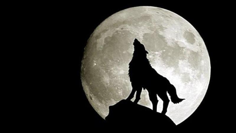 ظهور قمر الذئب