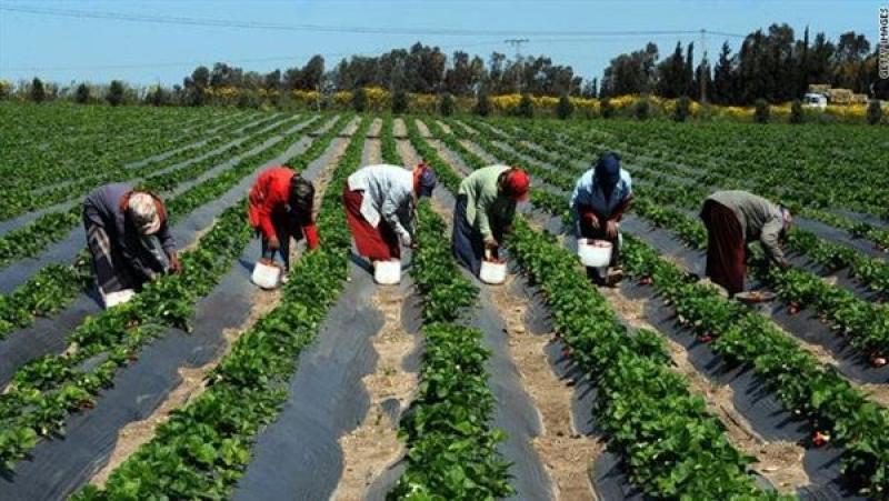 مشروعات التنمية الزراعية في مصر