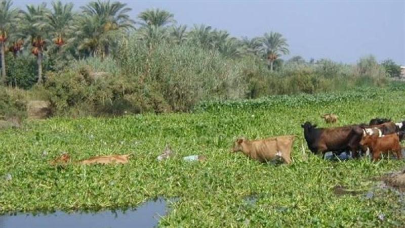 إعادة تدوير ورد النيل