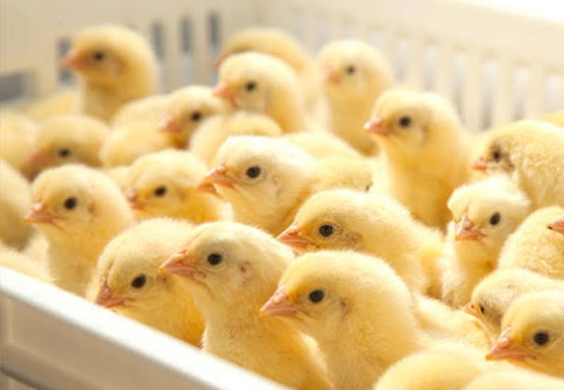 اسعار الكتاكيت اليوم-