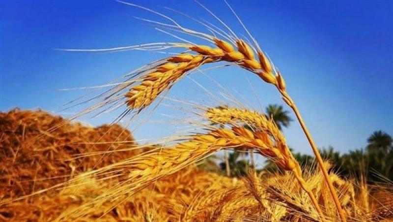 اتفاق توريد القمح بين مصر والإمارات