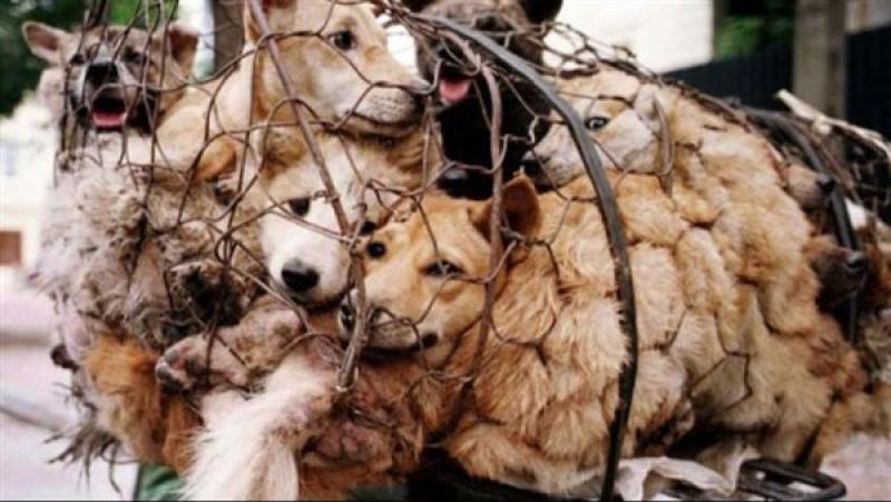 حكم تعذيب الحيوانات