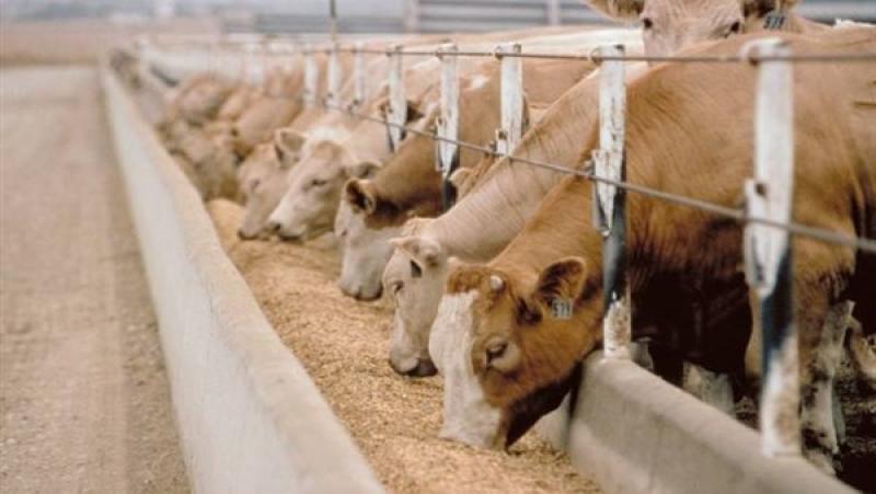 تحصين 6.7 مليون رأس ماشية