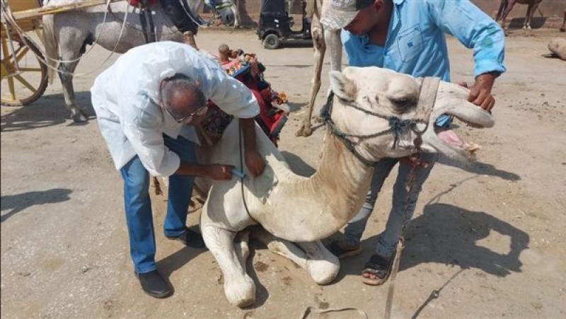 علاج وفحص الخيول والإبل