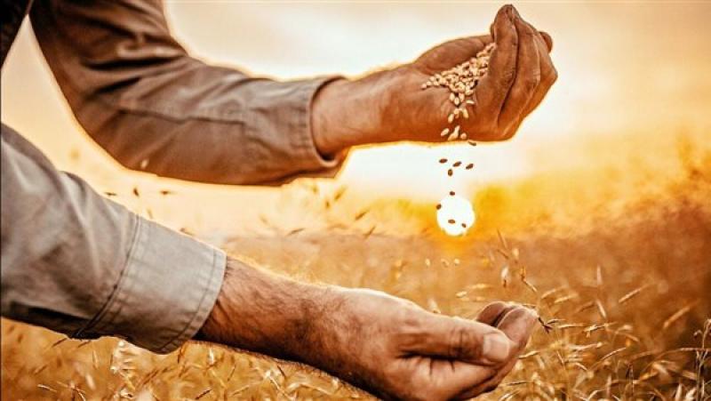 توريد القمح