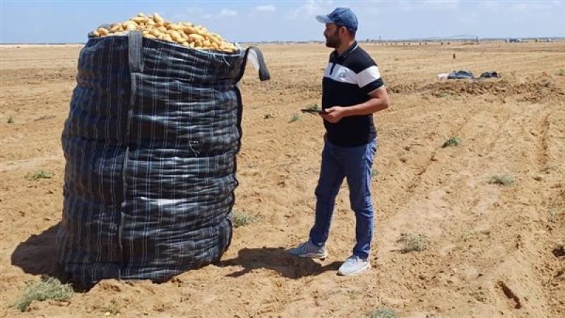 البطاطس