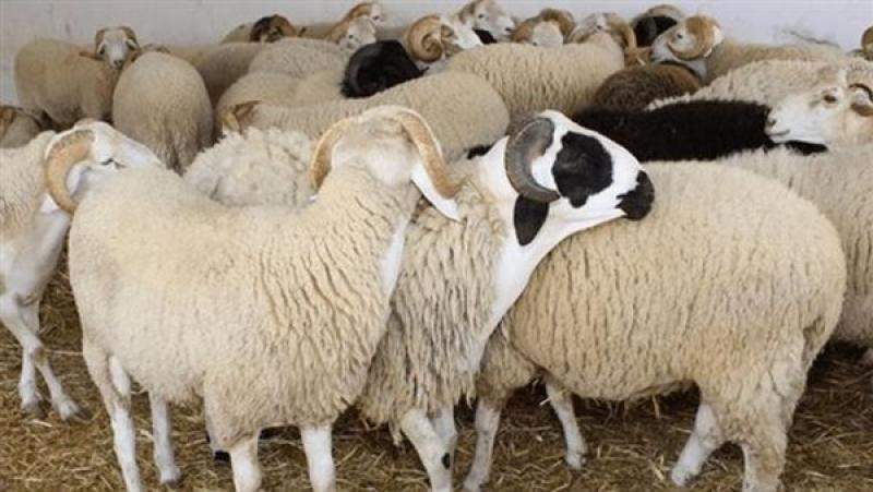 أسعار الأضاحي