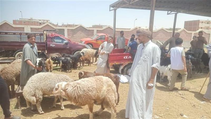 أماكن بيع الأضاحي