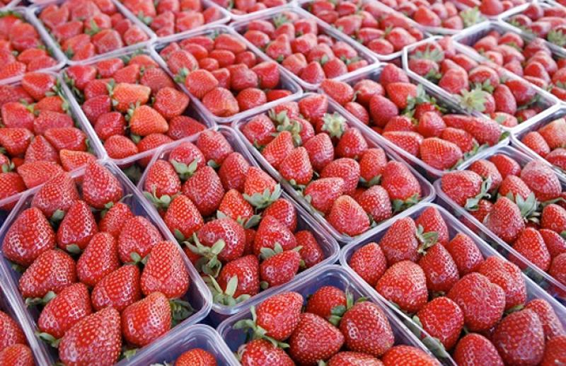 الفراولة الطازجة