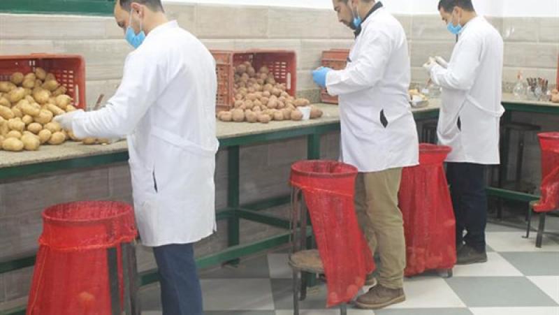 تقاوي بطاطس