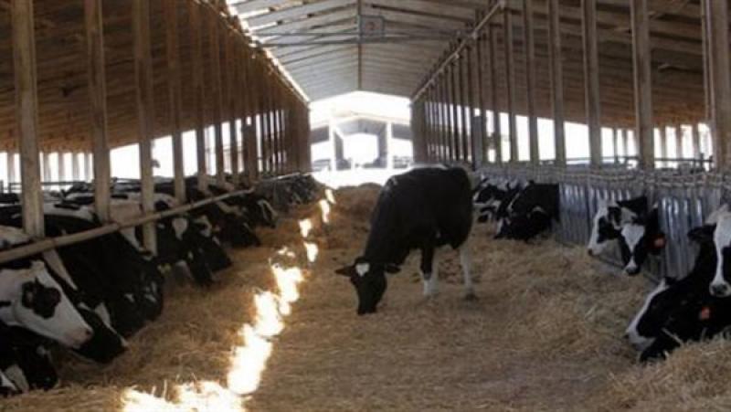 حقيقة نفوق الماشية لإصابتها بالحمى القلاعية