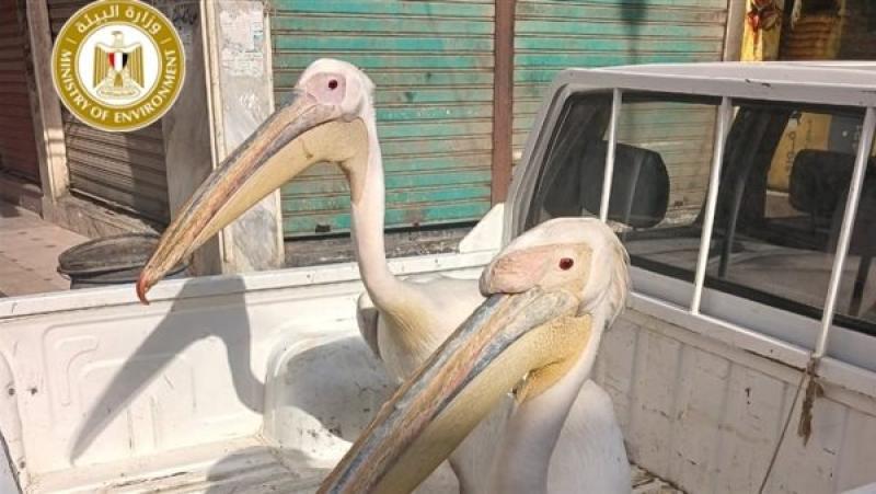 ضبط ومصادرة طيور البجع المخالِفة