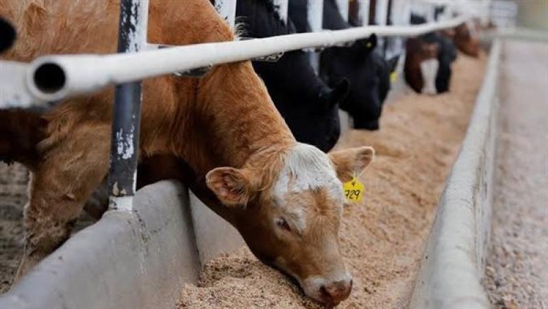 المشروع القومي لإحياء البتلو