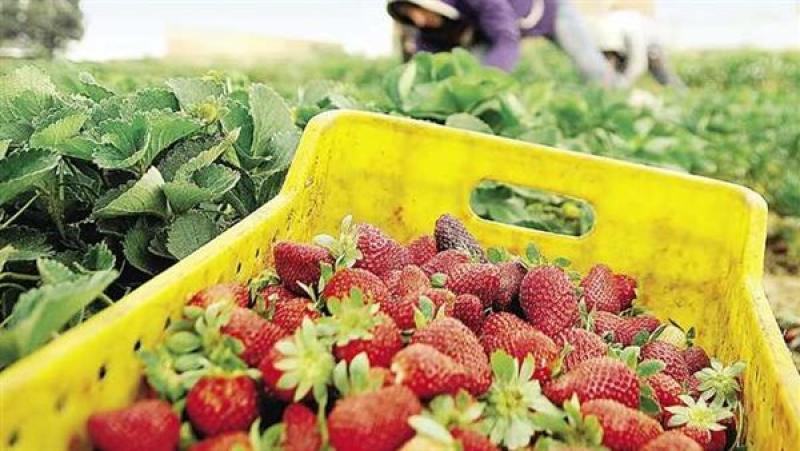 قيمة صادرات مصر