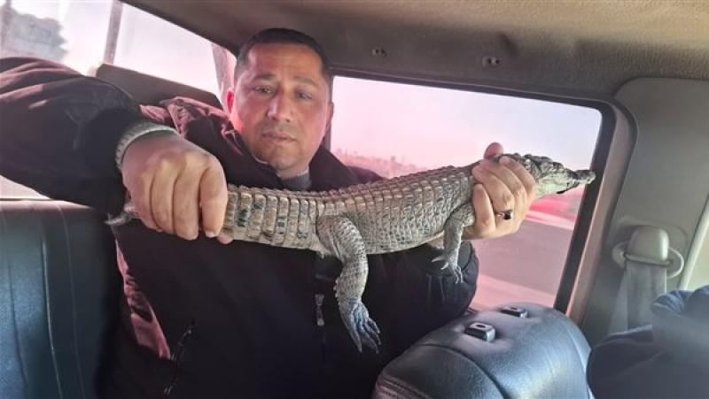 إعادة تمساح مصرف الزوامل