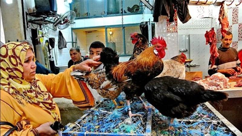 أسعار الدواجن