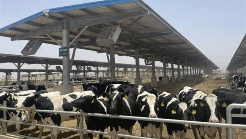 مشروعات الإنتاج الحيواني والداجني