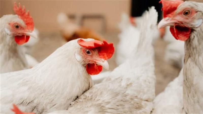 نمو الإنتاج الحيواني والدواجن