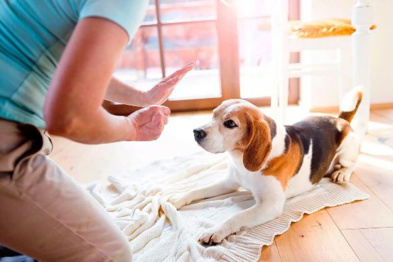 اقتناء الكلب