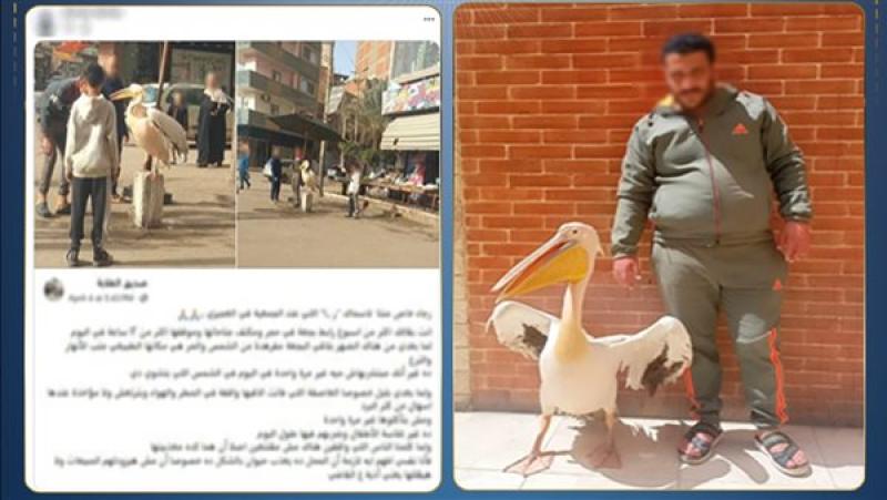  البجعة المربوطة