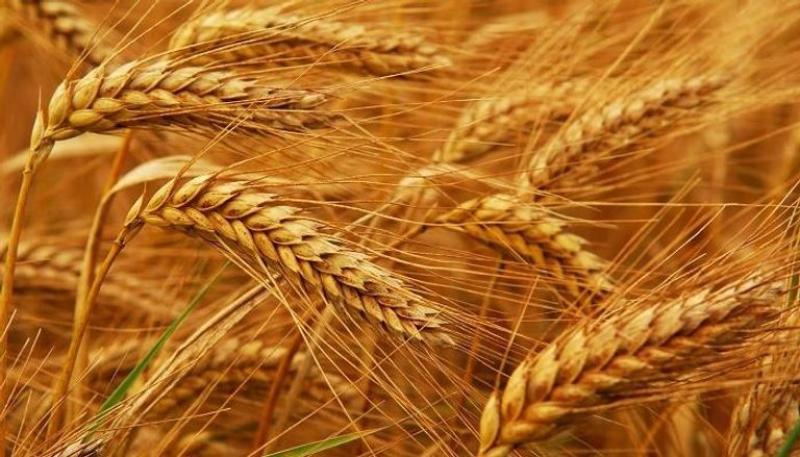 توريد القمح