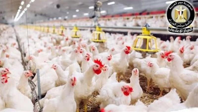 أسعار الدواجن