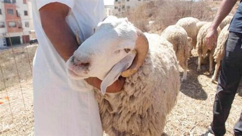 الأضحية 