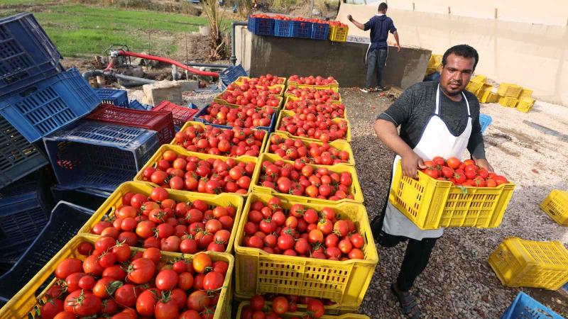 الصادرات الزراعية المصرية