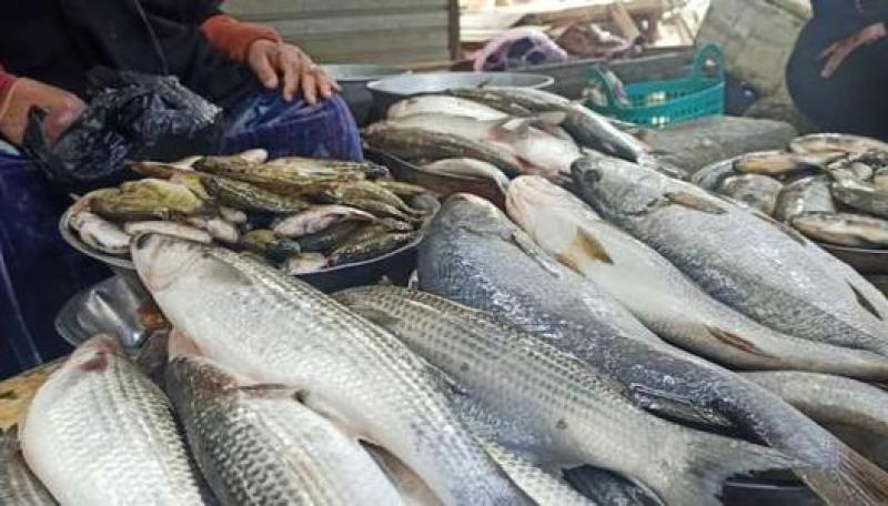أسماك المزارع المصرية 